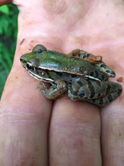 Lithobates sphenocephalus utricularius