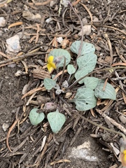 Viola charlestonensis