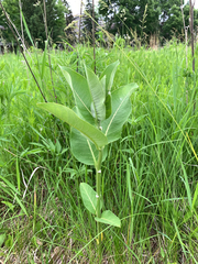 Asclepias syriaca