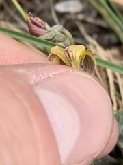 Viola charlestonensis