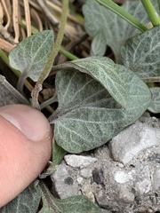 Viola charlestonensis