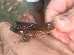 Leptodactylus natalensis