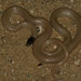 Western Black-headed Snake - Photo (c) sullivanribbit, some rights reserved (CC BY-NC), uploaded by John Sullivan
