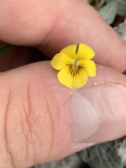 Viola charlestonensis