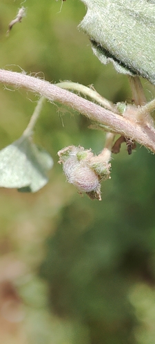 Image of Dichondra argentea by no rights reserved