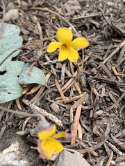 Viola charlestonensis