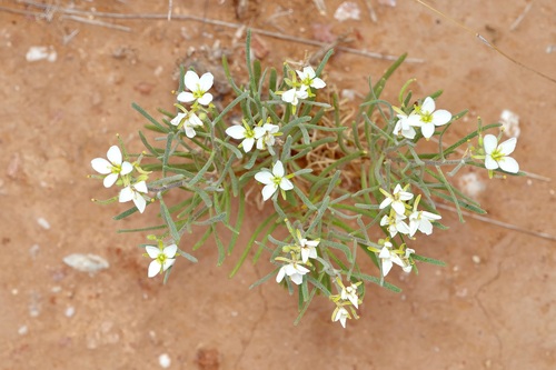 Image of Nerisyrenia linearifolia by (c) Michelle W. （鍾偉瑋）, some rights reserved (CC BY)