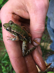 Lithobates sphenocephalus utricularius