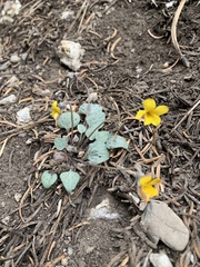 Viola charlestonensis