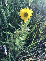 Helianthus mollis