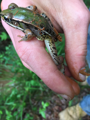 Lithobates sphenocephalus utricularius