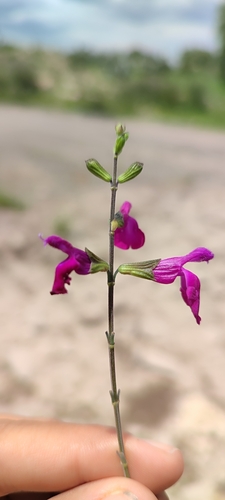 Image of Salvia macellaria by no rights reserved
