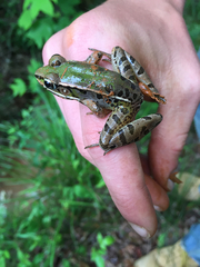Lithobates sphenocephalus utricularius