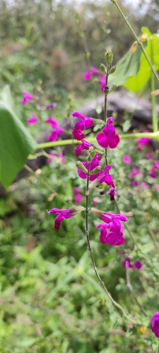 Image of Salvia macellaria by no rights reserved