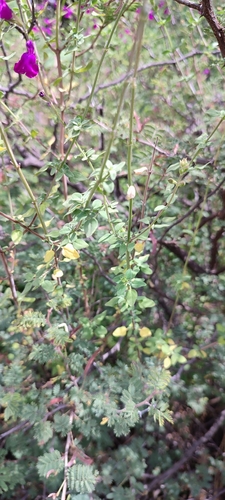 Image of Salvia macellaria by no rights reserved