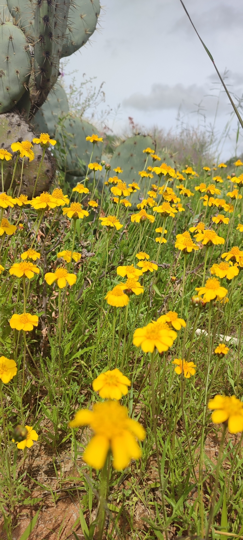 Tridax balbisioides