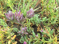 Chloropyron maritimum palustre