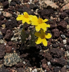 Eriophyllum ambiguum