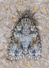 Acronicta ovata