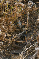 Aspidoscelis tigris tigris