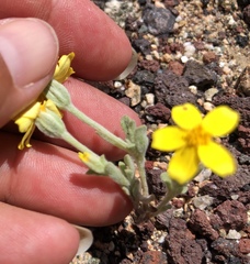 Eriophyllum ambiguum