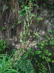 Lobelia salicina