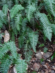 Cranfillia vulcanica