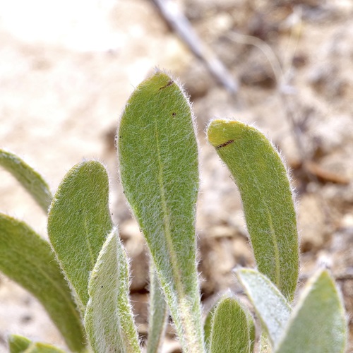 Image of Eriogonum nealleyi by (c) Michelle W. （鍾偉瑋）, some rights reserved (CC BY)