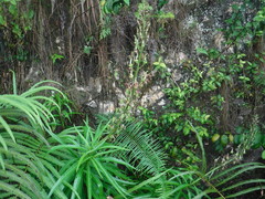 Lobelia salicina