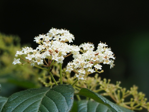 Image of Viburnum luzonicum by no rights reserved