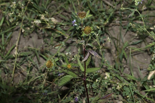 Image of Bidens vulgata by (c) Dustin Snider, some rights reserved (CC BY)