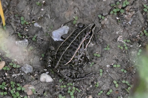 Black-spotted Frog