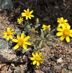Eriophyllum ambiguum