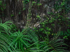 Lobelia salicina