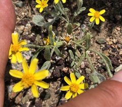 Eriophyllum ambiguum