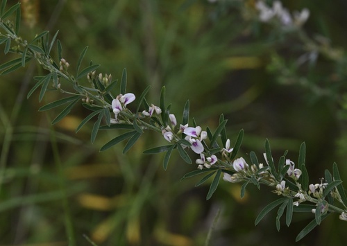 Perennial Lespedeza