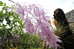 Encyclia adenocaula