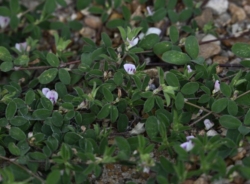 Korean bushclover