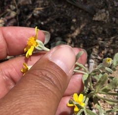 Eriophyllum ambiguum