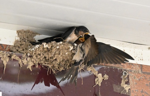 Barn Swallow