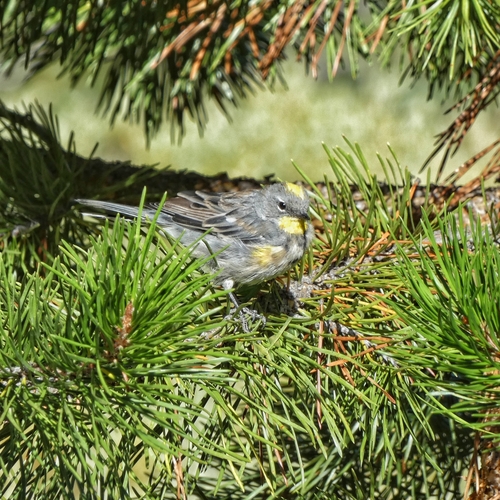 iNaturalist observation photo of Audubon's Warbler