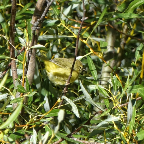 iNaturalist observation photo of Orange-crowned Warbler