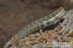 Ecsenius yaeyamaensis