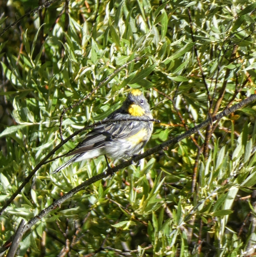 iNaturalist observation photo of Audubon's Warbler