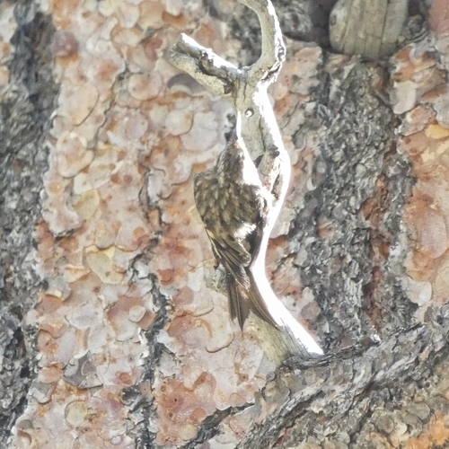 iNaturalist observation photo of Brown Creeper