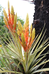 Tillandsia fasciculata