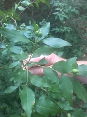 Ditrysinia fruticosa