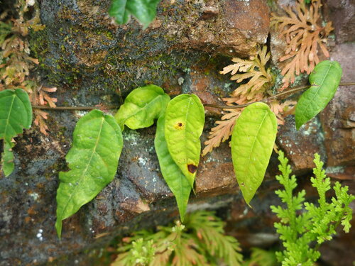 Image of Ficus sarmentosa by no rights reserved