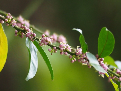 Ilex pubescens Hook. & Arn.