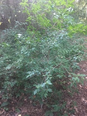 Ditrysinia fruticosa